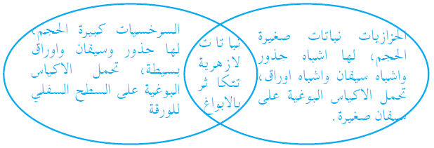 ما أوجه التشابه والاختلاف بين الحزازيات والسرخسيات؟